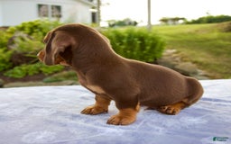 Miniature Dachshund dogs for sale: Fletcher - Image 6