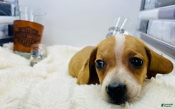 Miniature Dachshund dogs for sale: Jesse - Image 5
