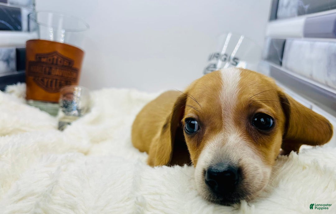 Miniature Dachshund dogs for sale: Jesse - Image 5