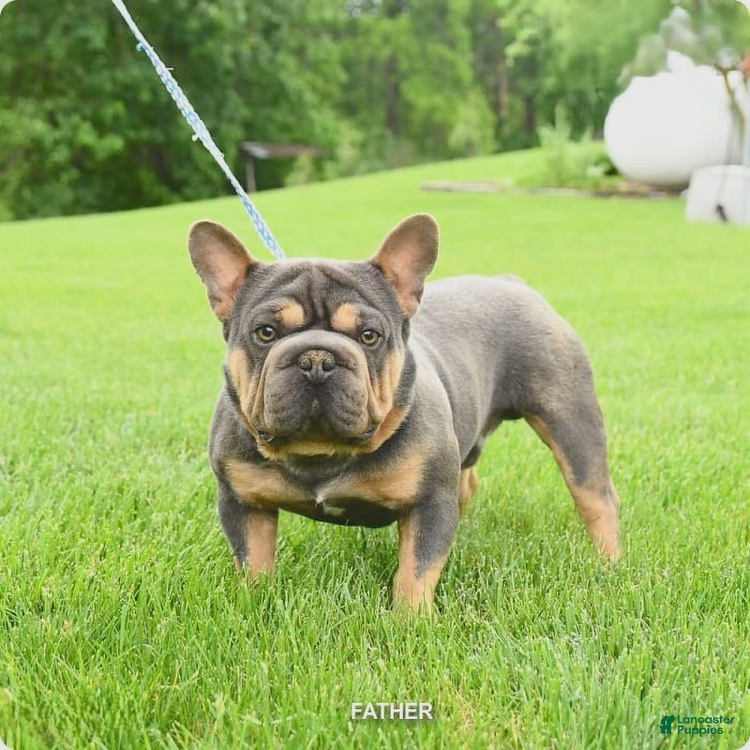 French Bulldog dogs for sale: Barbie - Image 7