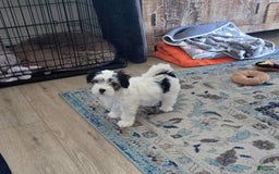 Morkie dogs for sale: Morkie Male 3 - Image 1