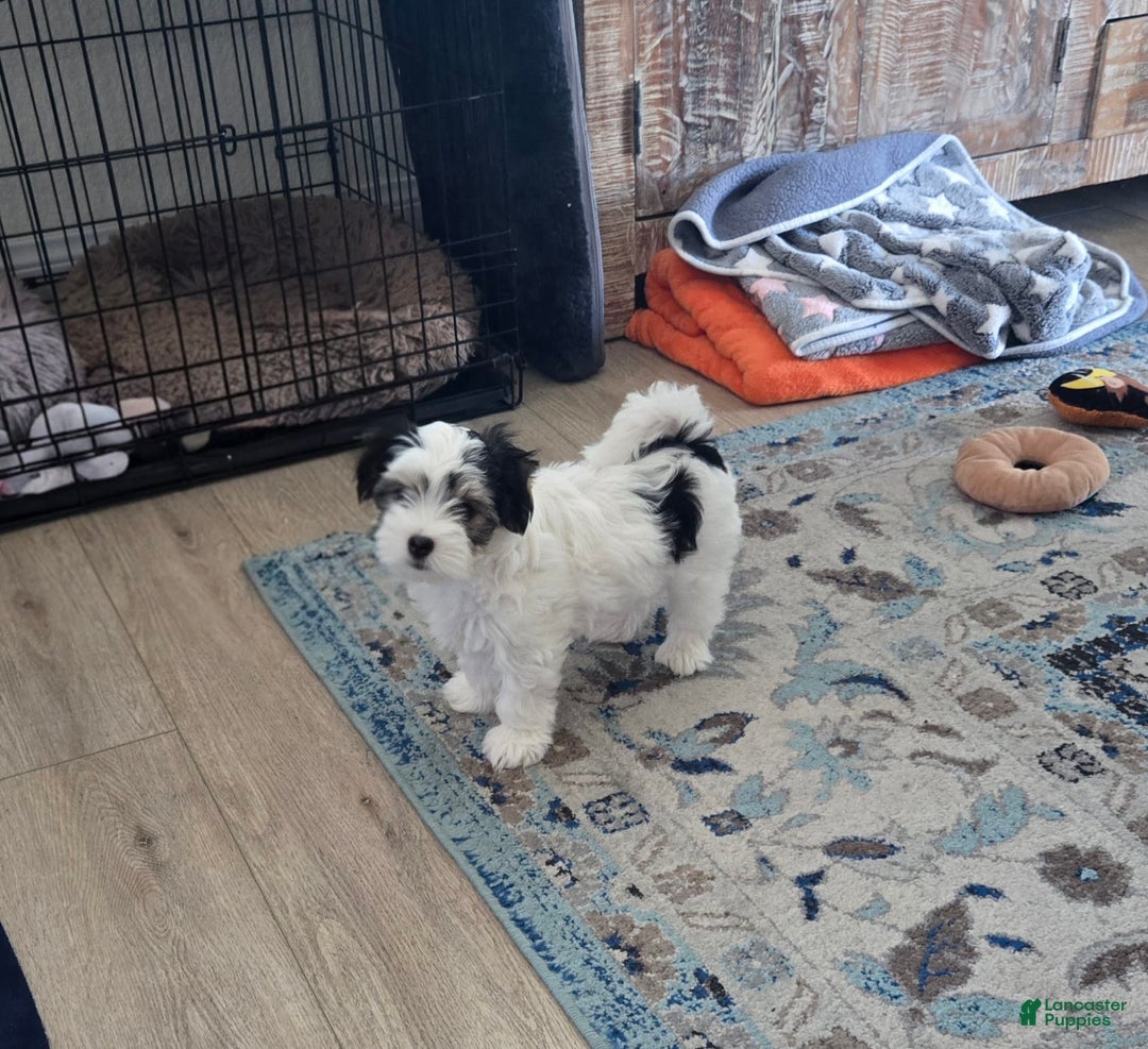 Morkie dogs for sale: Morkie Male 3 - Image 1