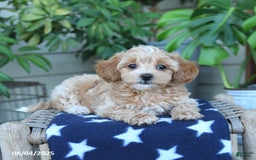 Maltipoo dogs for sale: Maltipoo 5 puppies - Image 15