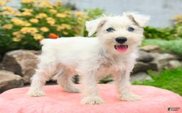 Miniature Schnauzer dogs for sale: Lake - Image 1