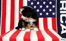 Mini Bernedoodle dogs for sale: Wolly - Image 2