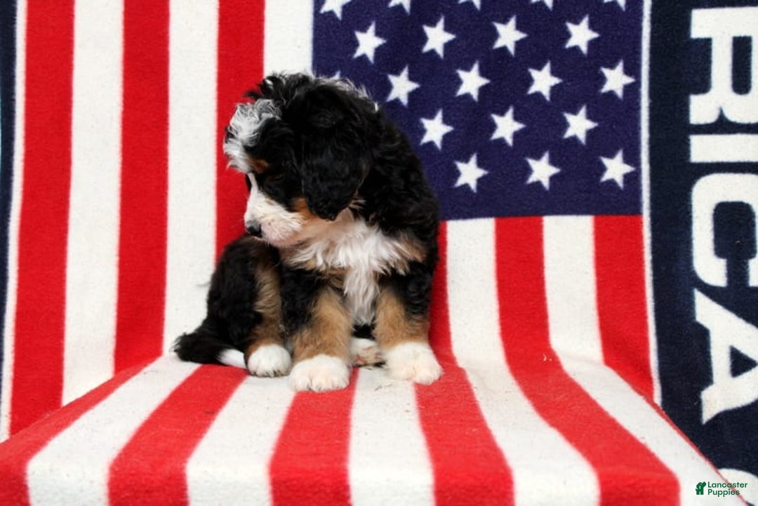 Mini Bernedoodle dogs for sale: Wolly - Image 2