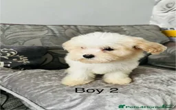 Cavachon dogs for sale: Willy - Image 5