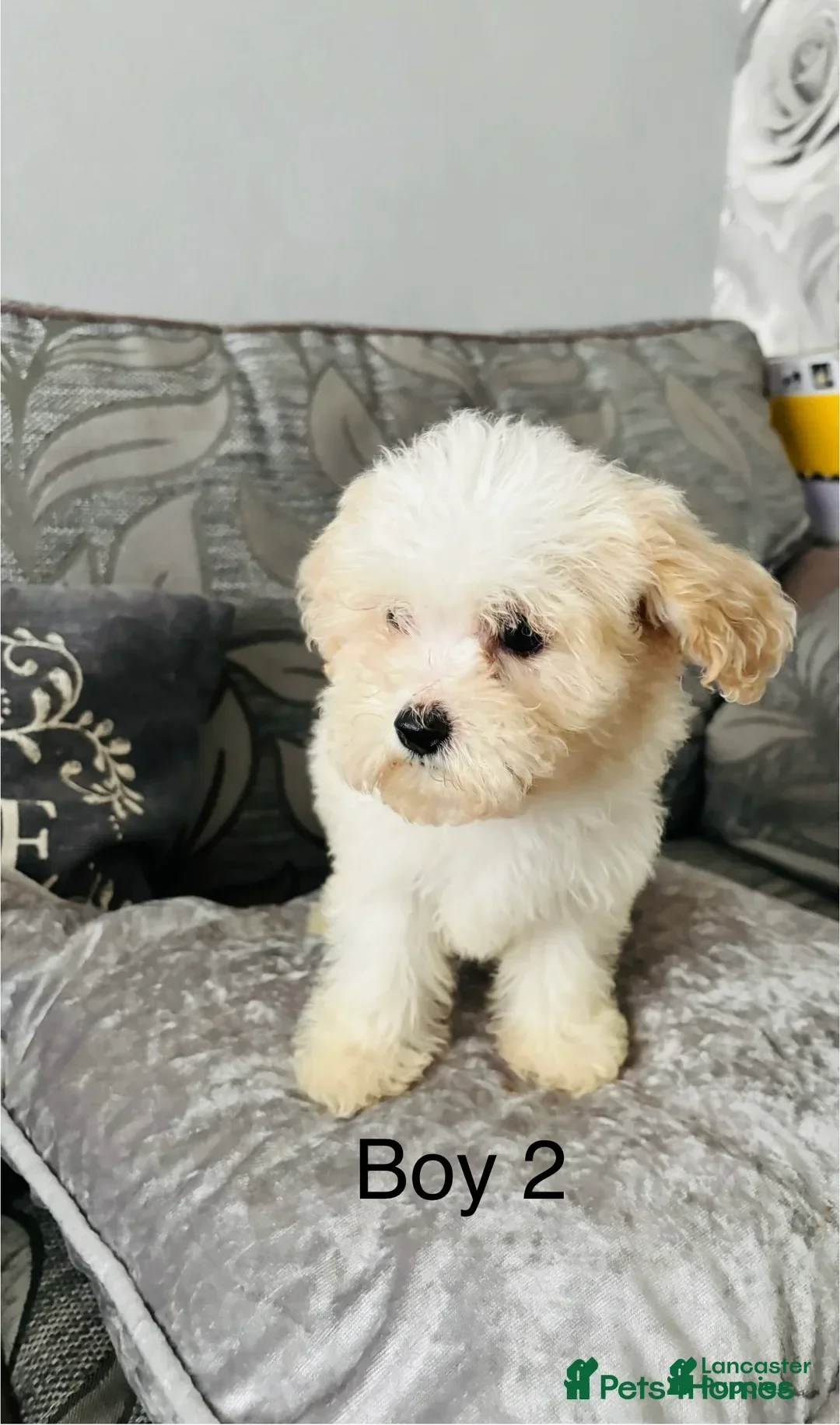 Cavachon dogs for sale: Willy - Image 5