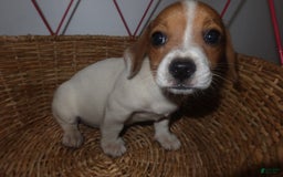 Jack Russell Terrier dogs for sale: Pete - Image 7
