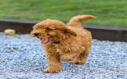 Miniature Poodle dogs for sale: Pierre - Image 8