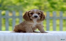 Cocker Spaniel dogs for sale: Tyson - Image 1