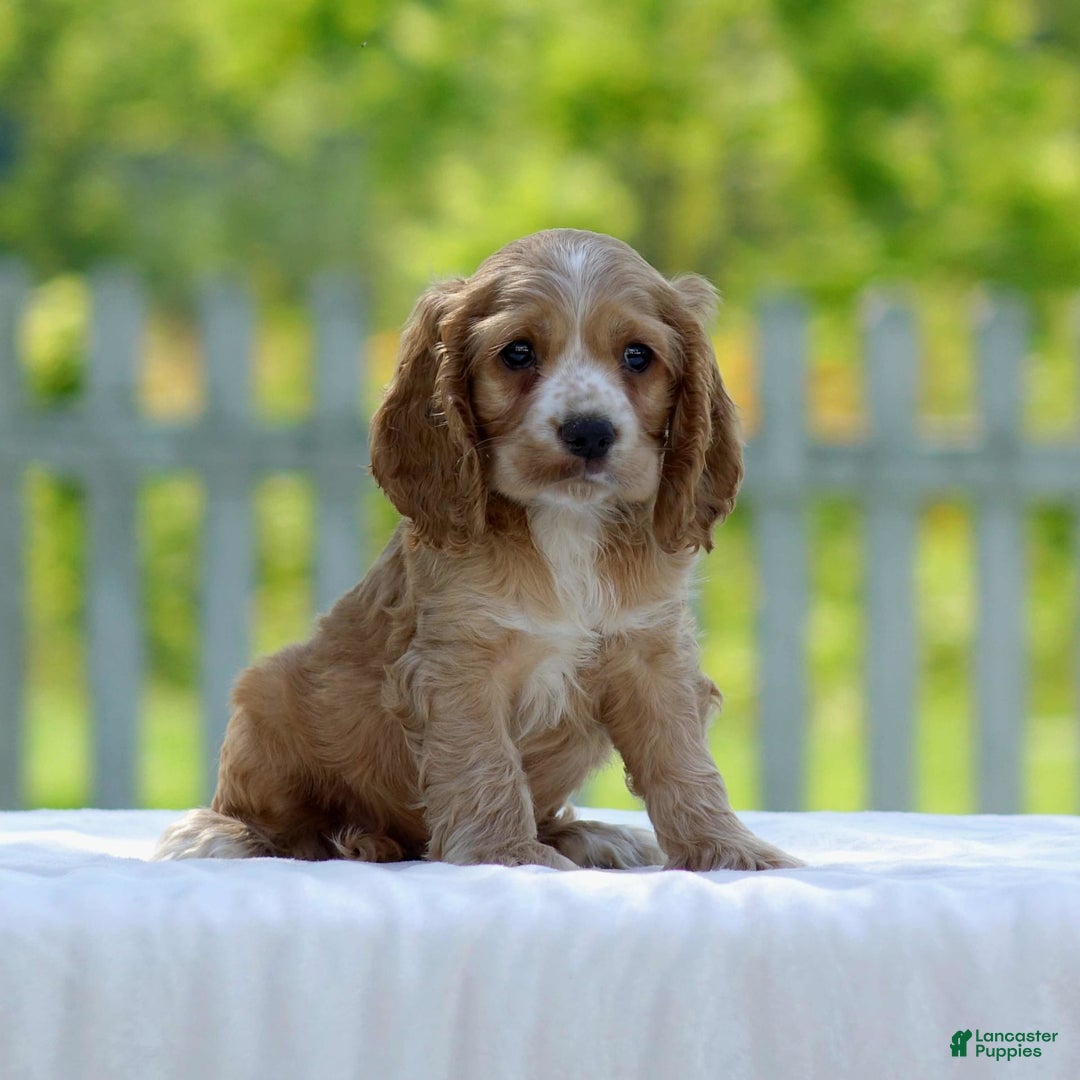 Cocker Spaniel dogs for sale: Tyson - Image 1