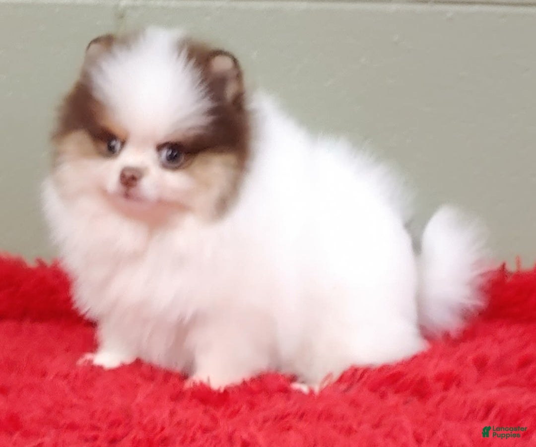 Pomeranian dogs for sale: Handsome - Image 1