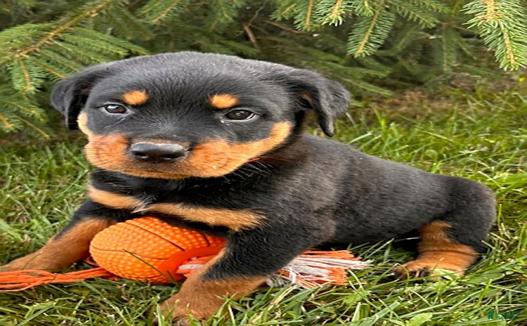 Rottweiler dogs - Advert 5