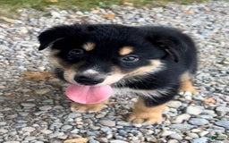 Alaskan Malamute dogs for sale: Nicky - Image 1