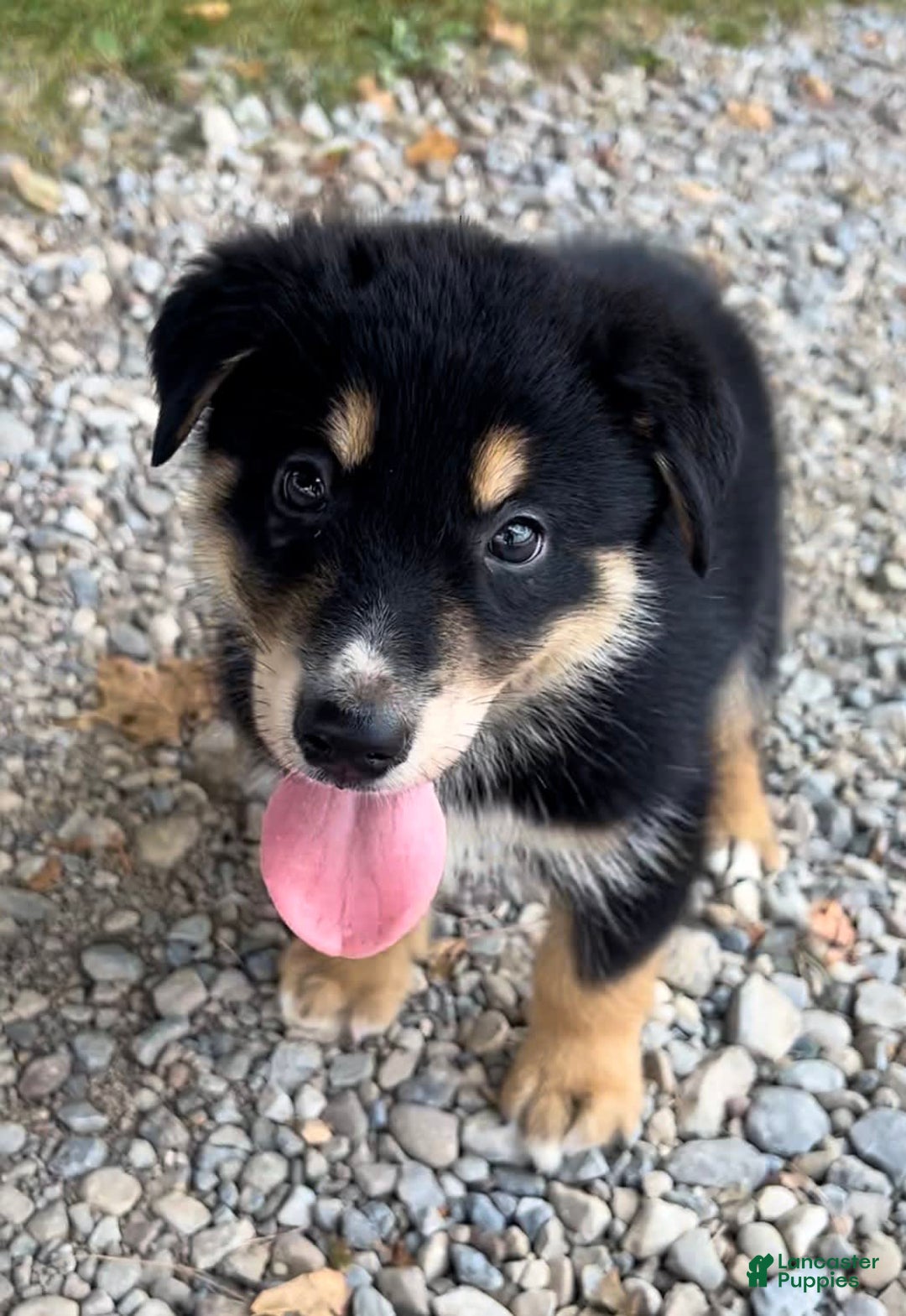Alaskan Malamute dogs for sale: Nicky - Image 1