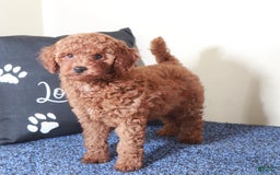  dogs for sale: Mini Goldendoodle 2 puppies - Image 7