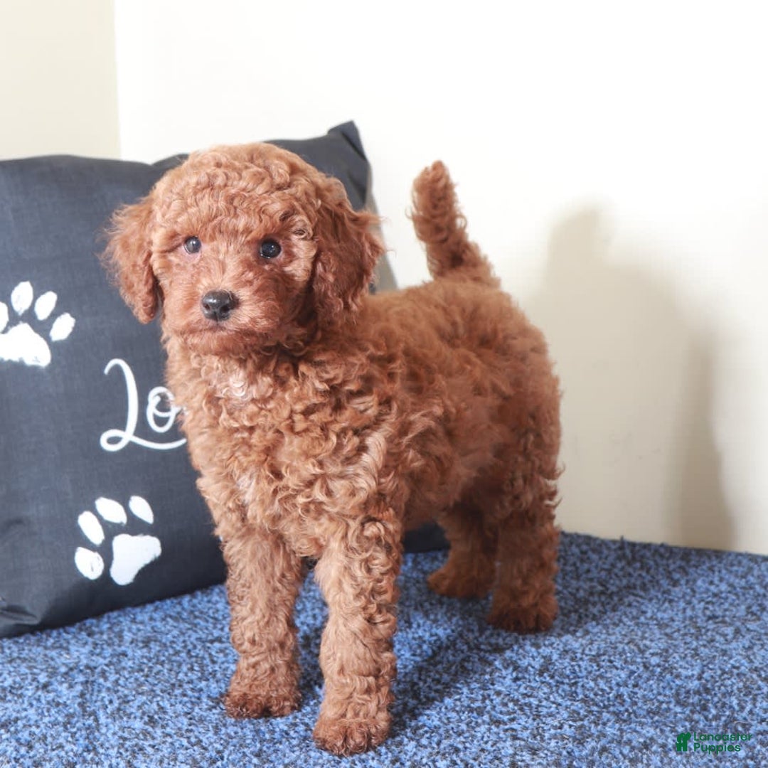  dogs for sale: Mini Goldendoodle 2 puppies - Image 7