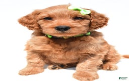 Mini Goldendoodle dogs for sale: Timmy - Image 6