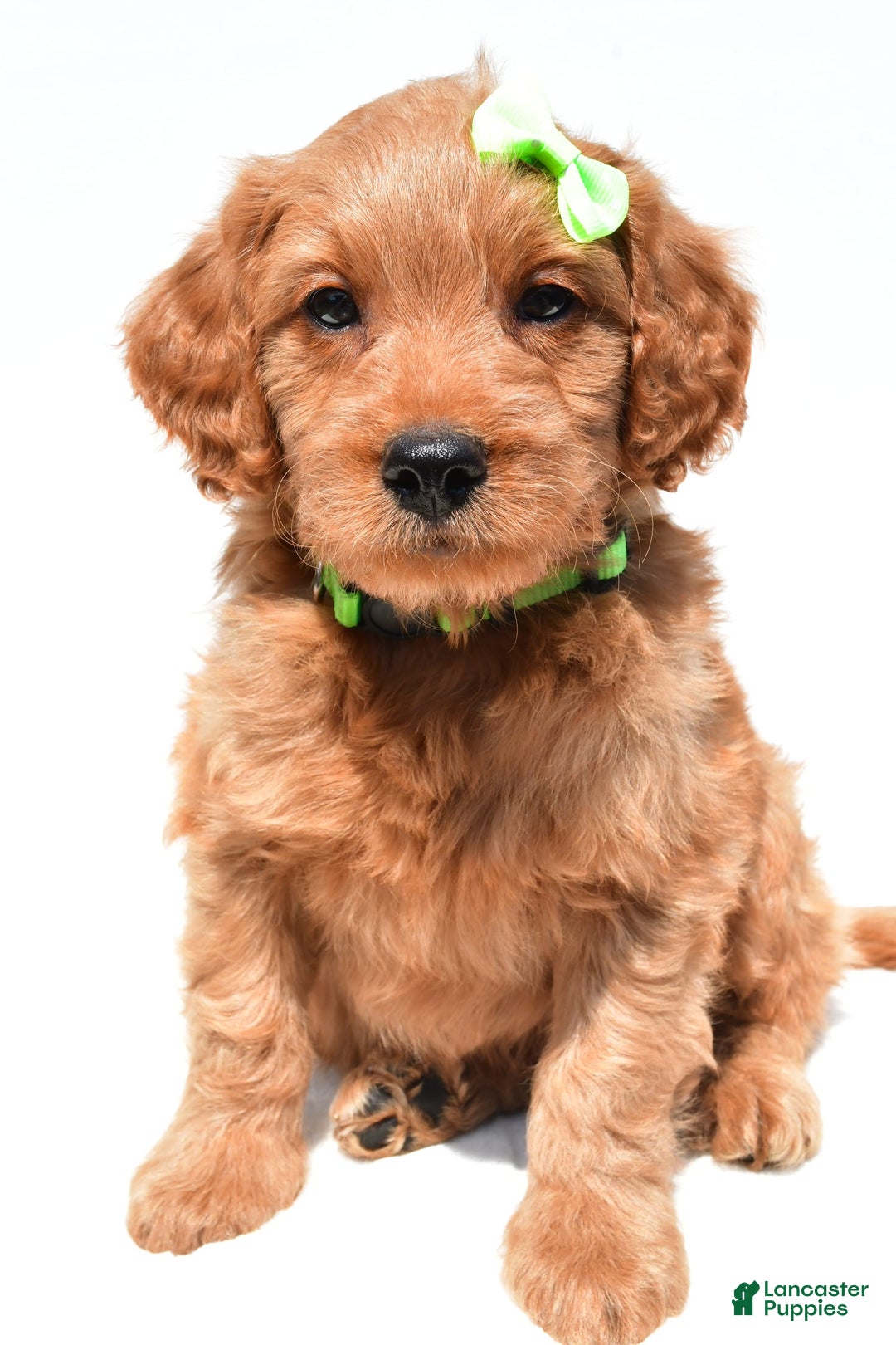 Mini Goldendoodle dogs for sale: Timmy - Image 6