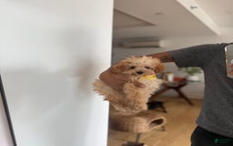 Toy Poodle dogs for sale: Princess - Image 2