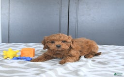 Mini Goldendoodle dogs for sale: Miley - Image 3