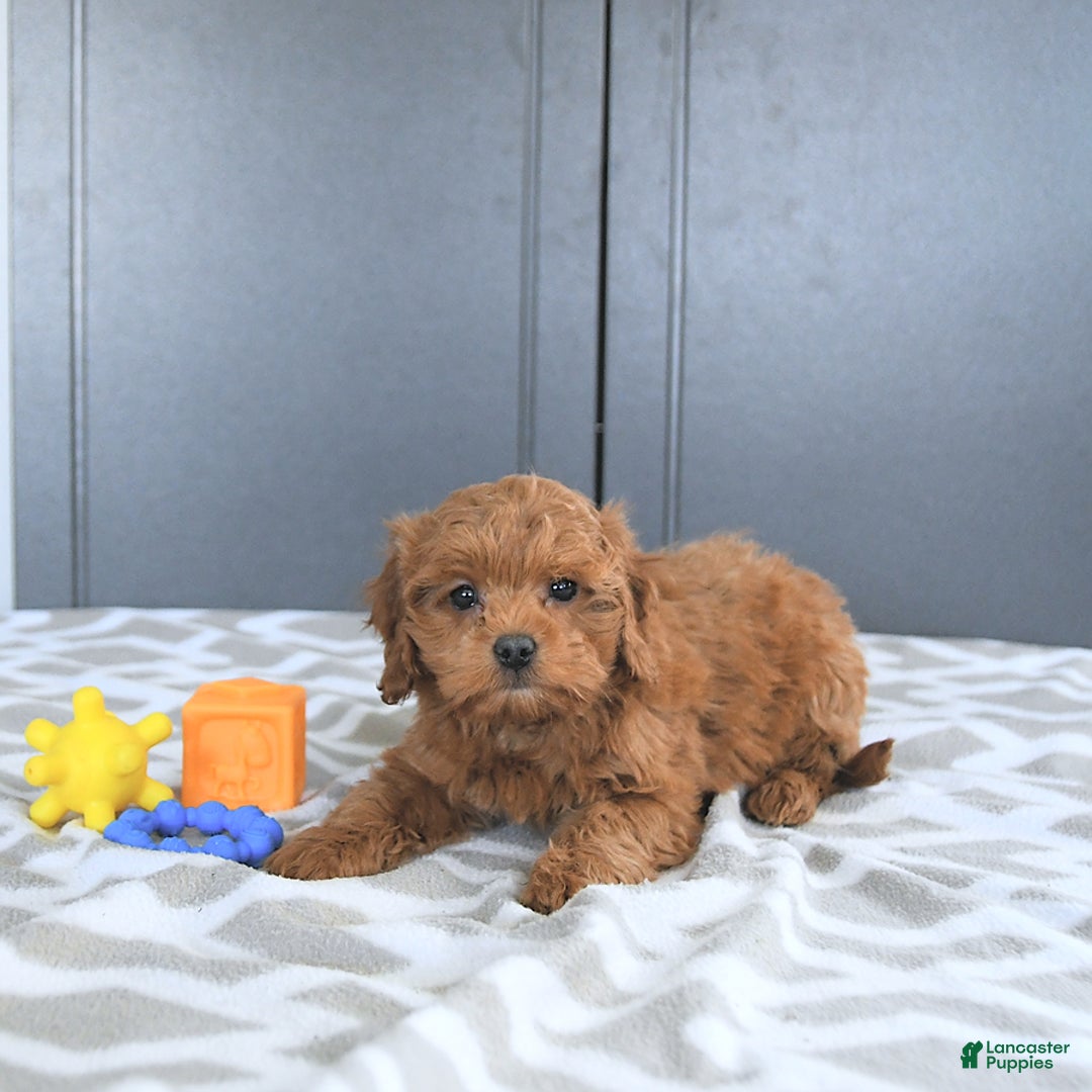 Mini Goldendoodle dogs for sale: Miley - Image 3
