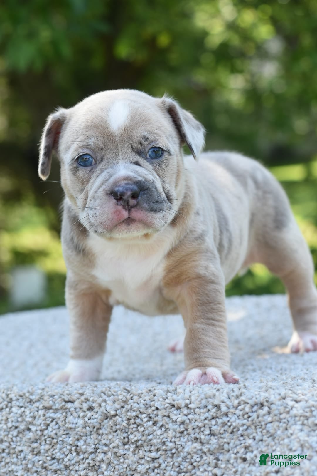 Olde English Bulldogge dogs for sale: Rosie Mini Bulldogge - Image 6