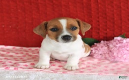 Jack Russell Terrier dogs for sale: Rusty - Image 4
