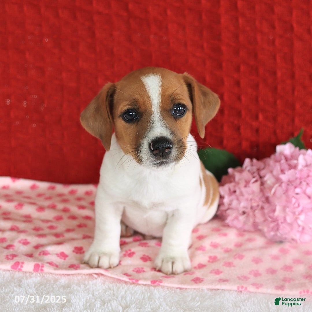Jack Russell Terrier dogs for sale: Rusty - Image 4