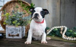 Boston Terrier dogs for sale: Marigold - Image 1