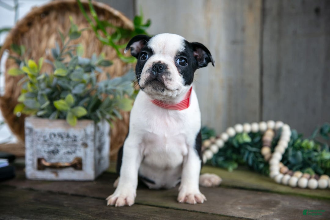 Boston Terrier dogs for sale: Marigold - Image 1