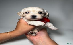 Toy Poodle dogs for sale: Tiny Denim - Image 1