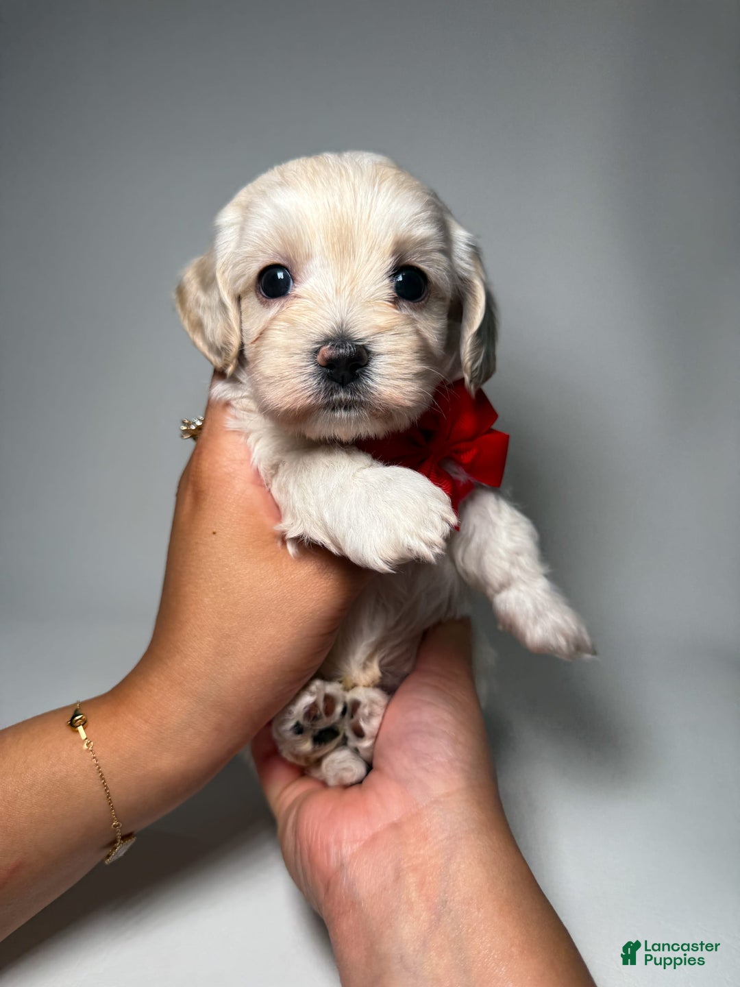 Toy Poodle dogs for sale: Tiny Denim - Image 1