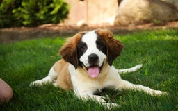 Saint Bernard dogs for sale: Madison - Image 16