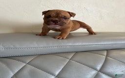 American Bully dogs for sale: Lucky - Image 1