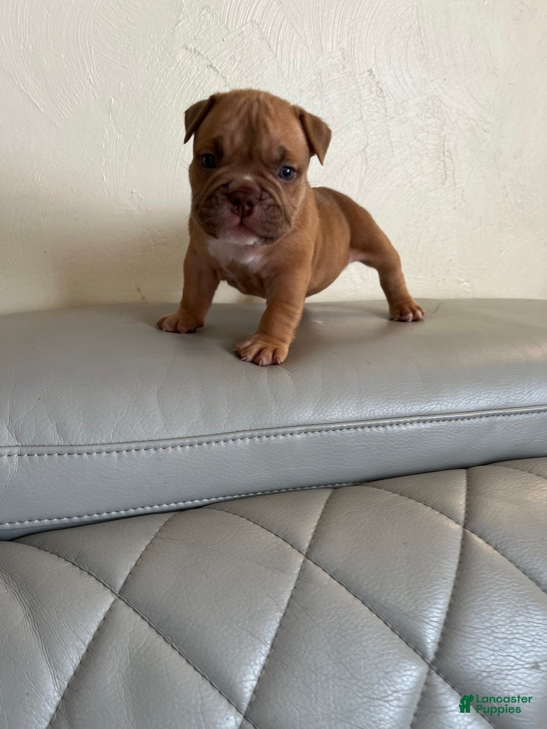 American Bully dogs for sale: Lucky - Image 1