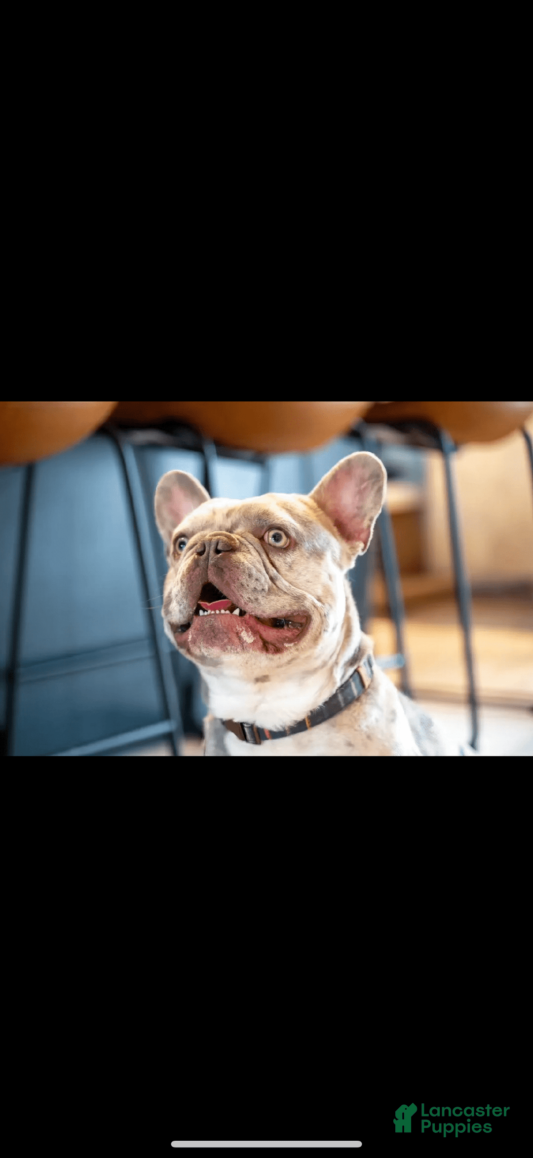 French Bulldog dogs for sale: Royal - Image 3