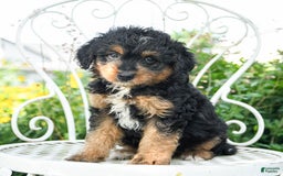Mini Aussiedoodle dogs for sale: Molly - Image 3
