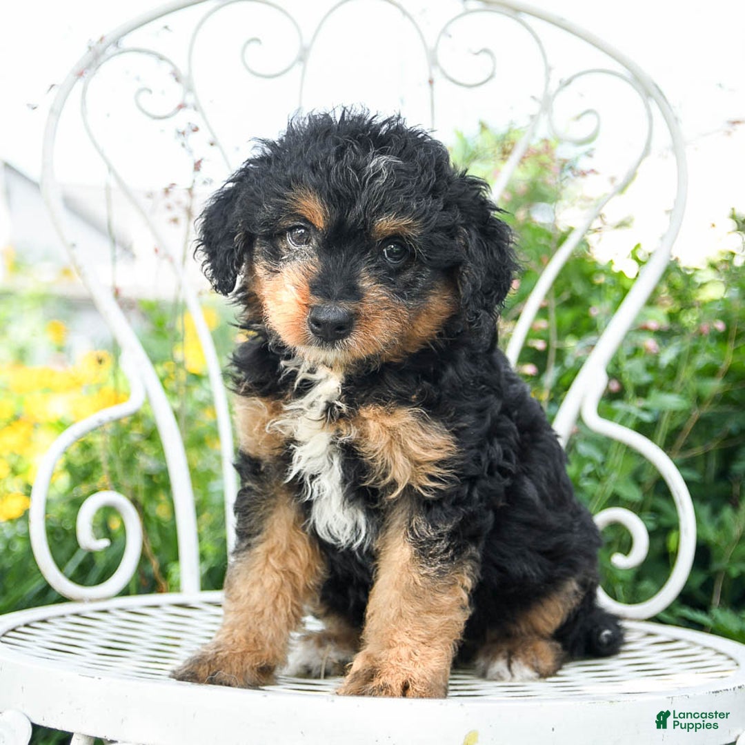 Mini Aussiedoodle dogs for sale: Molly - Image 3