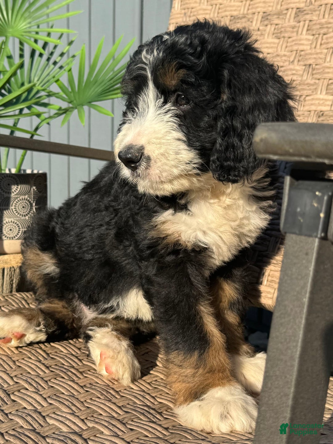Bernedoodle dogs for sale: Lola - Image 2