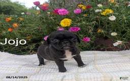 Pug dogs for sale: Jojo - Image 1