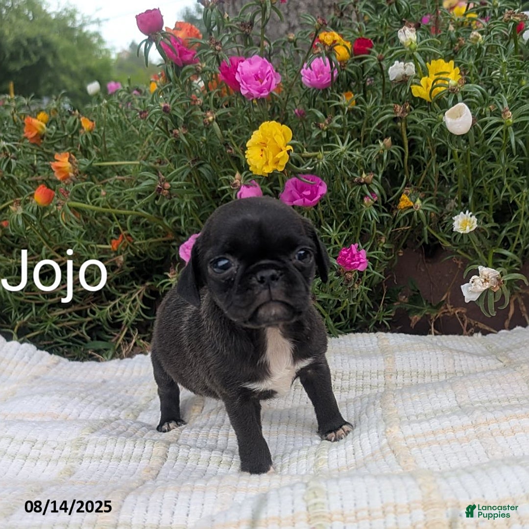 Pug dogs for sale: Jojo - Image 1