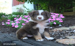 Australian Shepherd dogs for sale: Boots - Image 2