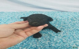 Toy Poodle dogs for sale: Derby - Image 2