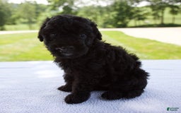 Miniature Poodle dogs for sale: Axel - Image 5