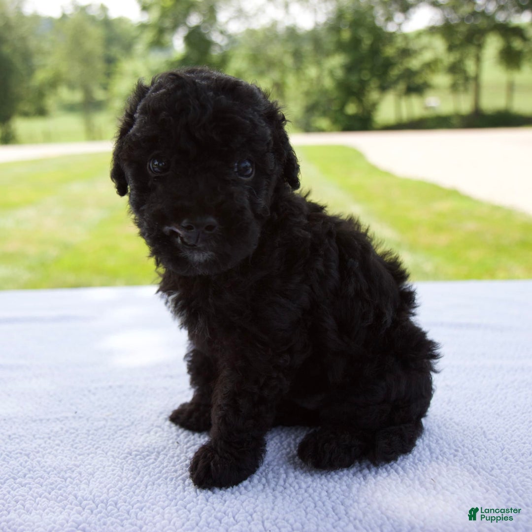 Miniature Poodle dogs for sale: Axel - Image 5