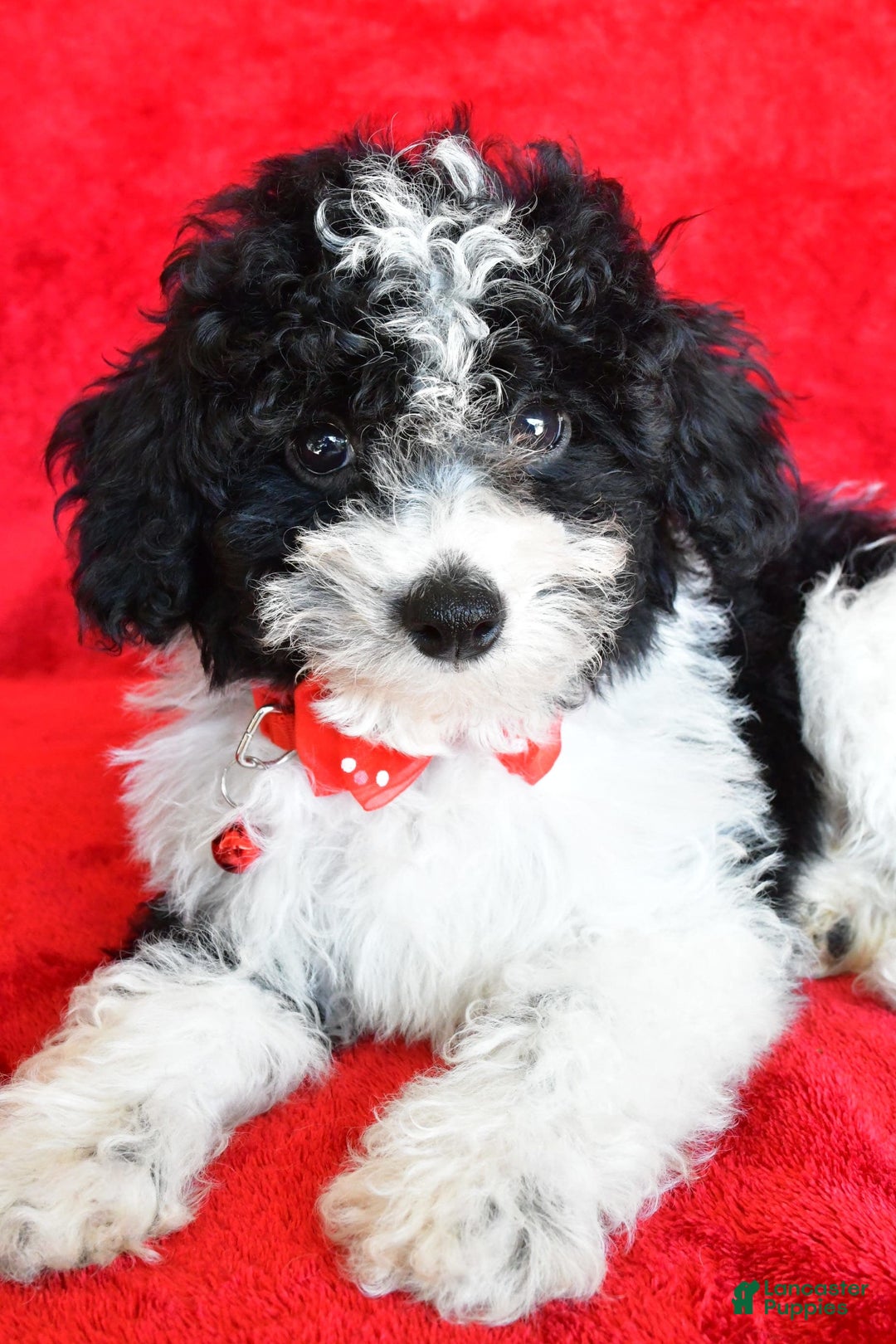 Shihpoo dogs for sale: Tommy - Image 5