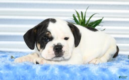 Beabull dogs for sale: Iris - Image 6