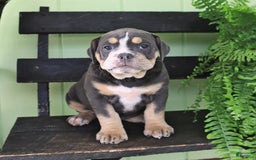Olde English Bulldogge dogs for sale: Cassie - Image 7